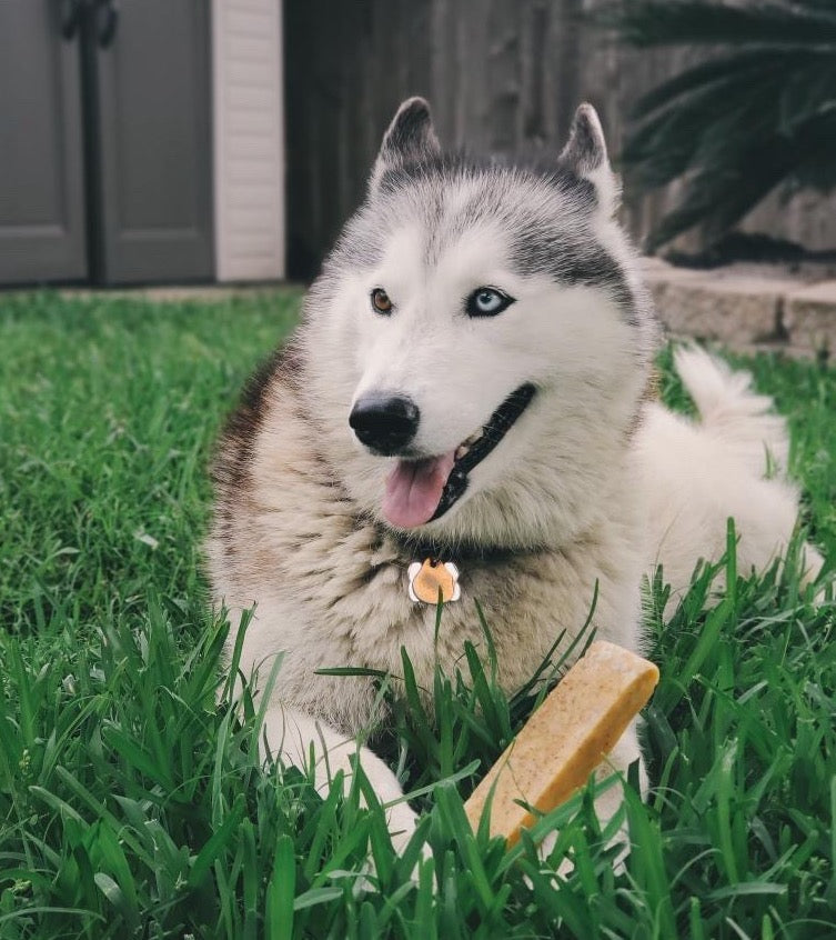 Dog with a chew