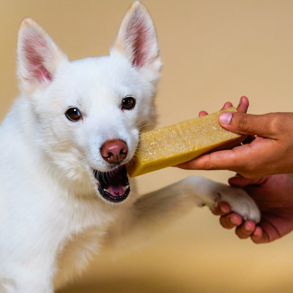 Coconut Cheese Chews for Dogs