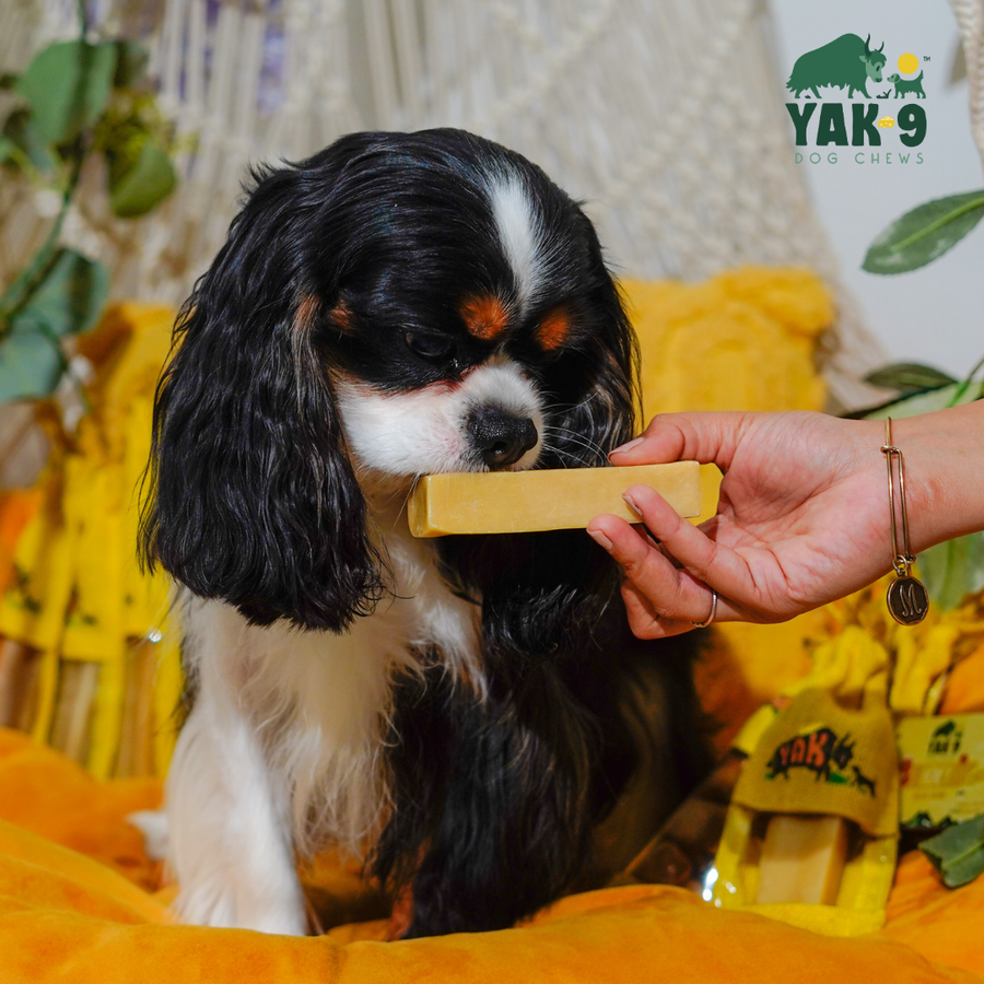 Yak9 Honey & Spirulina Cheese Chews for Dogs