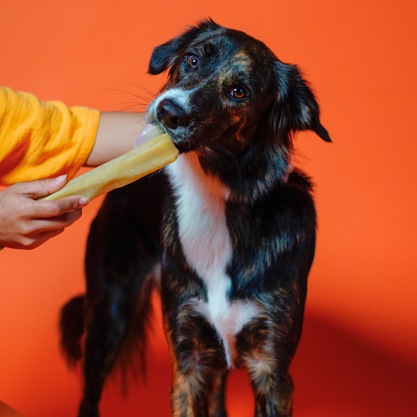 Pumpkin Cheese Chews for Dogs